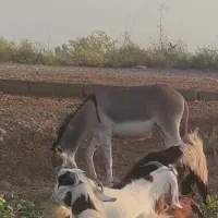الاغ گمشده
