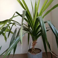 گل اشک ملکه
