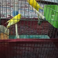 سه جفت مرغ عشق