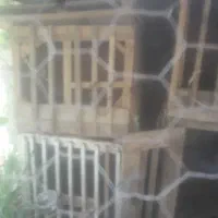 تعدادی  قفس خروس  لاری