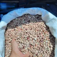 لوبیا چیتی
