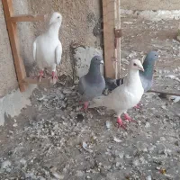 سار پشت و سفید قلدور پرشی