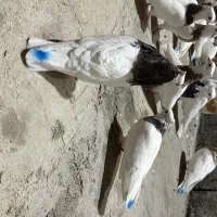 کبوتر