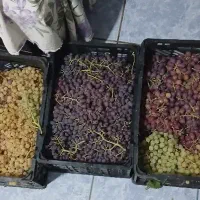 5سبد انگور قرمز و یاقوتی تازه الان از باغ چیدم