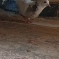 فروش کبوتر
