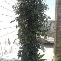 فروش گل با گلدان