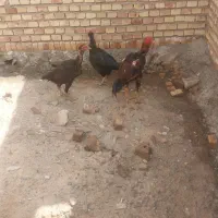 لاری