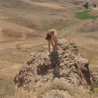 سگ ماده گوسفندی