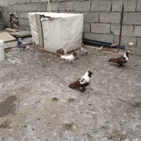 کبوتر قرمزی نشان و پرشی
