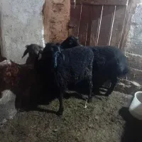 ۳ راس بره