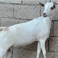 بز سومال آبستن