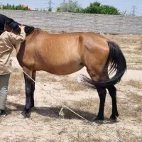 تعدادی اسب جهت فروش