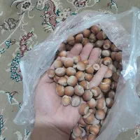 فندق خام درجه یک