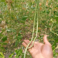 بزر لوبیا سبز متری