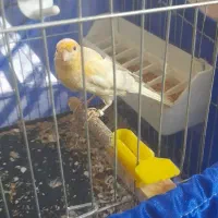 ماده مست قناری