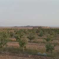 باغ-پسته-و-بادام-و-گل-محمدی-سند-دار