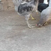 خروس گلین