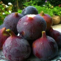 انجیره قرمز درشت