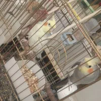 یک جفت عروس هلندی نرو ماده