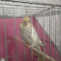 یک  عروس هلندی نر