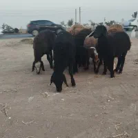 10راس بره پای پروار