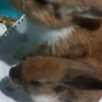 خرگوش تمیزو بانمک
