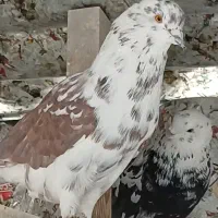 کبوتر شمرونی