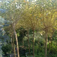 گل و گیاه زینتی یاس هلندی لگستروم و ...