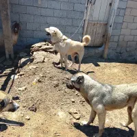 سگ. عراقی بیست ماهه