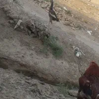 سلام دوتا مرغ لاری اصل و خروس لاری اصل