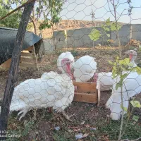 بوقلمون گوشتی ارگانیک