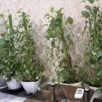فروش گلدان