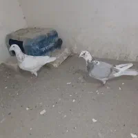 یک جفت کفتر نروماده قلدور  سار و قره