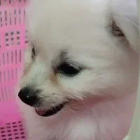سگ پامر