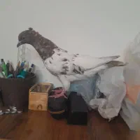 ۱۰۰ تومن