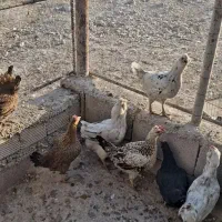 مرغ گلین ومحلی تخم گذار ۷تا