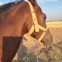 اسب