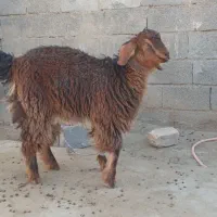 بزغاله ماده