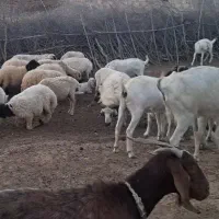 فروش انواع گوسفند بره نری چپش قوچ بز