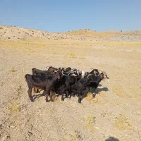گله بز داشتی