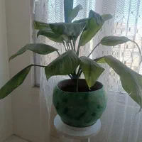 گل درختی
