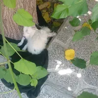 سگ پاکوتاه