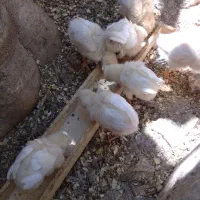جوجه ۲۵ روزه