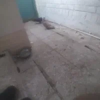 یک جفت کبوتر سیاه گوره قهوایی