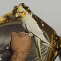 عروس هلندی