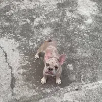 سگ فرنچ بولداگ نر