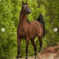 اسب عرب مصری دوسر وارداتی