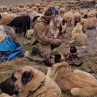 چوپان حرفه ای وکار بلد