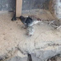 جوجه گلین