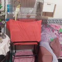 یک جفت عروس هلندی جوان